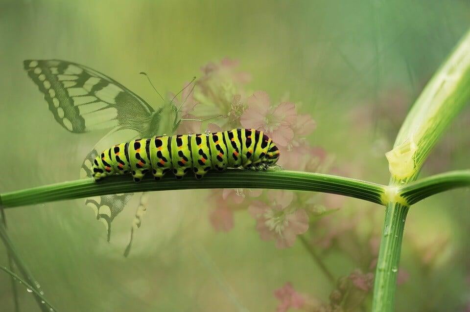 How to identify and protect your garden from Caterpillars